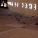 Illustration for article titled Gruesome Bird Massacre At The NASCAR Hall Of Fame